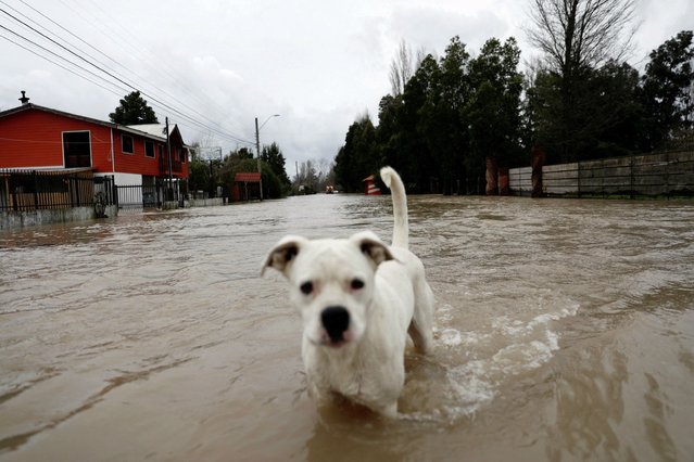 A dog stands at a flooded area as heavy rains hit Chile's central-south areas, in Cabrero, Chile on August 21, 2023. (Photo by Juan Gonzalez/Reuters)