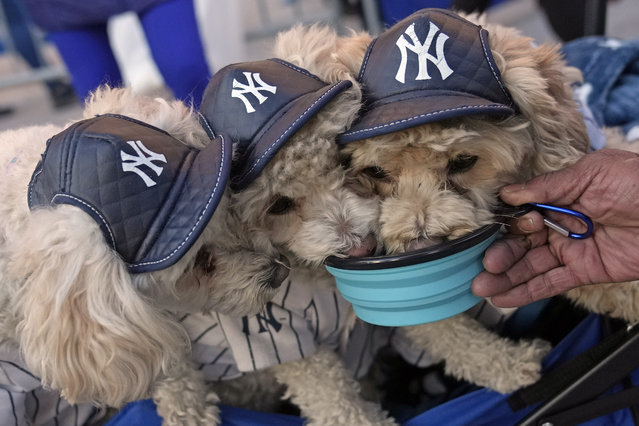 Dogs dressed in New York Yankees' Aaron Judge uniforms drink from a bowl outside Yankee Stadium before Game 3 of the baseball World Series against the Los Angeles Dodgers, Monday, October 28, 2024, in New York. (Photo by Seth Wenig/AP Photo)