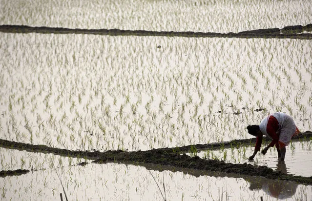 An Indian woman works in a paddy field on the outskirts of Gauhati, India, Wednesday, February 19, 2020. (Photo by Anupam Nath/AP Photo)