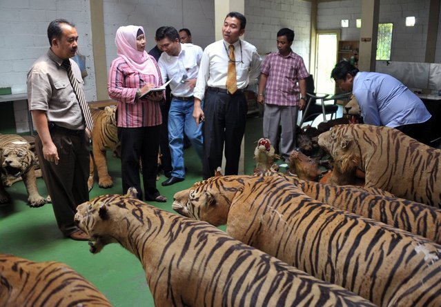 This photo taken on July 25, 2012 one of 14 preserved bodies of critically-endangered Sumatran tigers seized as members of the Indonesian national police and the special crime unit inspect the scene at a warehouse in Cibubur, south of Jakarta. Indonesian police seized 14 preserved bodies of critically-endangered Sumatran tigers in a raid on a house near Jakarta, a spokesman said on July 19. (Photo by Bay Ismoyo/AFP Photo)