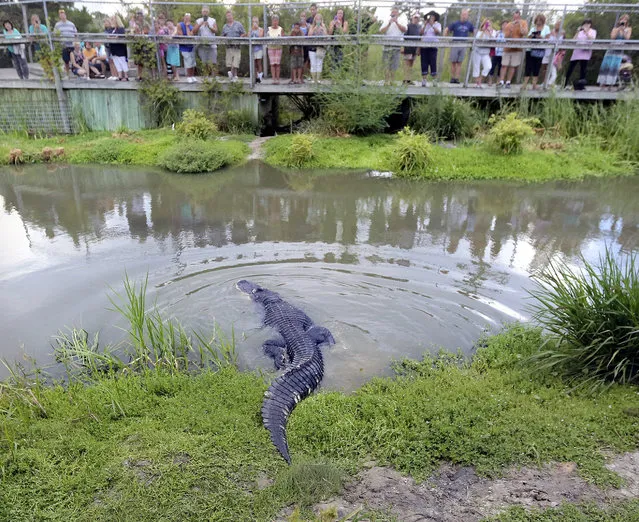 “This is the first time for her, all of them, being in the sun and around other alligators”, Matt Korhonen says as Chase slips into the water at Alligator Adventure in Myrtle Beach, S.C., Tuesday, August 25, 2015. Korhonen is from Little Ray's Reptile Zoo in Ottawa, Canada. He's spent years rehabilitating Chase after she was rescued by the SPCA. She and 14 other alligators were rehabilitated at Little Ray's and given home at Alligator Adventure in North Myrtle Beach. (Photo by Janet Blackmon Morgan/The Sun News via AP Photo)