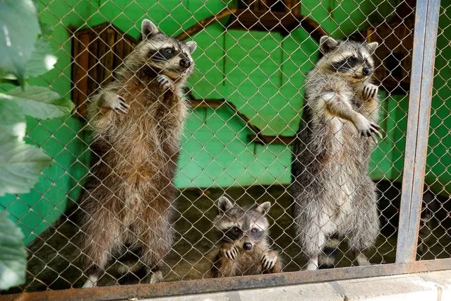 Raccoons are seen inside an enclosure at a local zoo in the course of Ukraine-Russia conflict in the Russian-controlled city of Melitopol in the Zaporizhzhia region, Ukraine on August 3, 2022. (Photo by Alexander Ermochenko/Reuters)