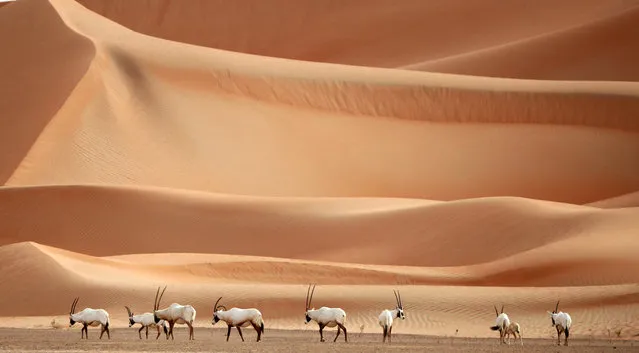 Arabian Oryx are seen at the Arabian Oryx Sanctuary in Um al-Zamool, near the United Arab Emirates' border with Saudi Arabia on March 23, 2017. The sanctuary stretches over an estimated area of 8,900 square kilometres and currently hosts nearly 155 of the species, which were reintroduced into the its natural habitat in the UAE in a five-year conservation plan launched by UAE's late ruler Sheikh Zayed bin Sultan Al Nahyan, after fears of their extinction. (Photo by Karim Sahib/AFP Photo)