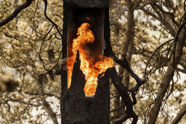 Flames burn inside a tree along Highway 96 which remains closed due to the McKinney Fire on Tuesday, August 2, 2022, in Klamath National Forest, Calif. (Photo by Noah Berger/AP Photo)