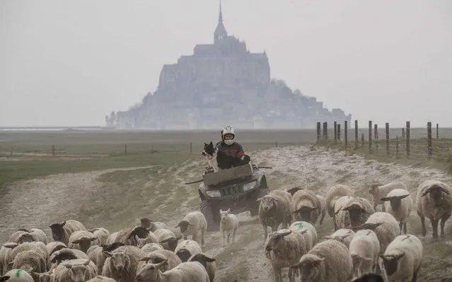 A farmer drives a vehicle in order to push the sheep back to their shelter near the Mont-Saint-Michel, northwestern France on March 28, 2020 during a lockdown in France aimed at curbing the spread of the COVID-19 (novel coronavirus). The lamb farming sector, like other agricultural sectors, has also been affected by the COVID-19 pandemic. (Photo by Sameer Al-Doumy/AFP Photo)