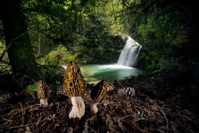 The magical morels by Agorastos Papatsanis, Greece. Winner, plants and fungi. Enjoying the interplay between fungi and fairy tales, he wanted to create a magical scene. He waited for the sun to filter through the trees and light the water in the background, then used a wide-angle lens and flashes to highlight the morels’ labyrinthine forms. Morels are regarded as gastronomic treasures in many parts of the world because they are difficult to cultivate, yet in some forests they flourish naturally Mount Olympus, Pieria, Greece. (Photo by Agorastos Papatsanis/Wildlife Photographer of the Year)