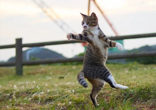 Hisakata says he never thought of street cats as particularly playful, and was surprised by the reactions of a selected few when he first tried to interact with them with a cat toy. (Photo by Hisakata Hiroyuki/Caters News Agency)