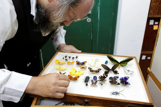 Laibale Friedman, a collection manager at Tel Aviv University looks at a specimen display box at a laboratory whose collection will be housed at the Steinhardt Museum of Natural History, a new Israeli natural history museum set to open next year in Tel Aviv, Israel June 8, 2016. (Photo by Nir Elias/Reuters)