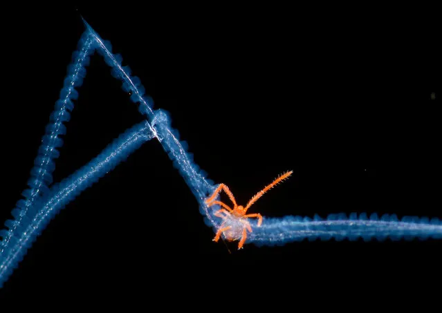 Honourable mention, Micro-imaging category. Acari trapped in a spiderweb by Bernardo Segura. (Photo by Bernardo Segura/PA Wire/Royal Society Publishing Photography Competition 2017)