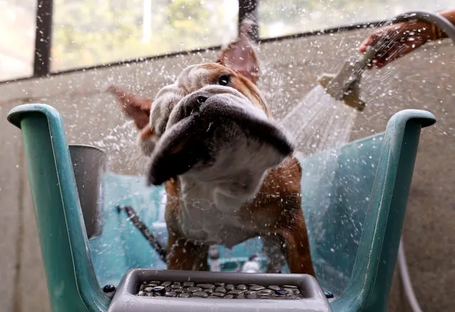 Bobo, a British Bulldog, takes a shower at The Wagington luxury pet hotel in Singapore on December 6, 2017. (Photo by Edgar Su/Reuters)