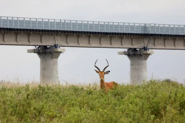 A view of an antelope with a bridge of the Standard Gauge Railway (SGR) line in the background, inside the Nairobi National Park in Nairobi, Kenya on June 15, 2020. (Photo by Baz Ratner/Reuters)