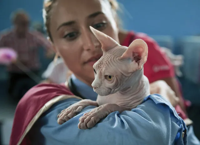A Sphynx cat is held by an assistant during a competition in Bucharest, Romania, Saturday, September 26, 2015. (Photo by Vadim Ghirda/AP Photo)