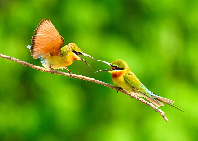 Two blue-tailed bee-eaters battle in the first decade of April 2025 for dominance in Khisma Forest, West Bengal, India, hoping to catch the attention of any females in the area. (Photo by Prasenjit Dutta/Solent News)