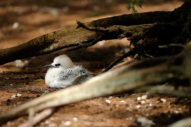 A Tropicbird chick nests on the ground, where U.S. President Barack Obama and his golf car motorcade passed on a visit to Papahanaumokuakea Marine National Monument, Midway Atoll, U.S. September 1, 2016. (Photo by Jonathan Ernst/Reuters)