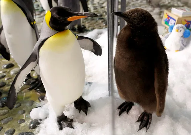 Maru, a two-month-old King Penguin chick and the first successful hatching by the Jurong Bird Park in almost a decade, looks at an adult penguin from a Christmas theme enclosure in the Penguin Coast exhibit at the park in Singapore December 13, 2017. (Photo by Edgar Su/Reuters)