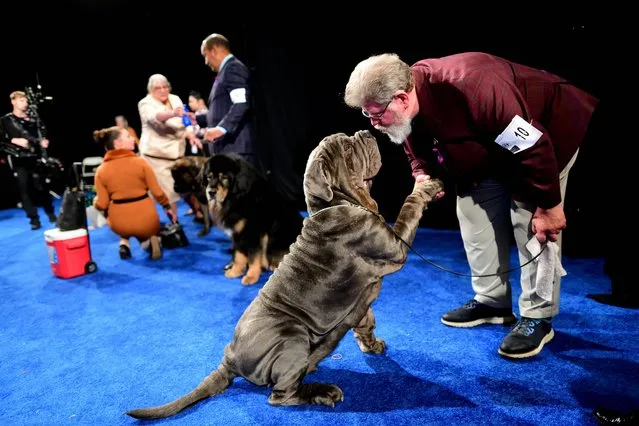 A Neapolitan Mastiff shakes with his handler backstage before showing during the National Dog Show on November 19, 2022 in Oaks, Pennsylvania. Nearly 2,000 dogs across 200 breeds are competing in the country's most watched dog show, with 20 million spectators, televised on NBC directly after the Macy's Thanksgiving Day Parade. (Photo by Mark Makela/Getty Images)