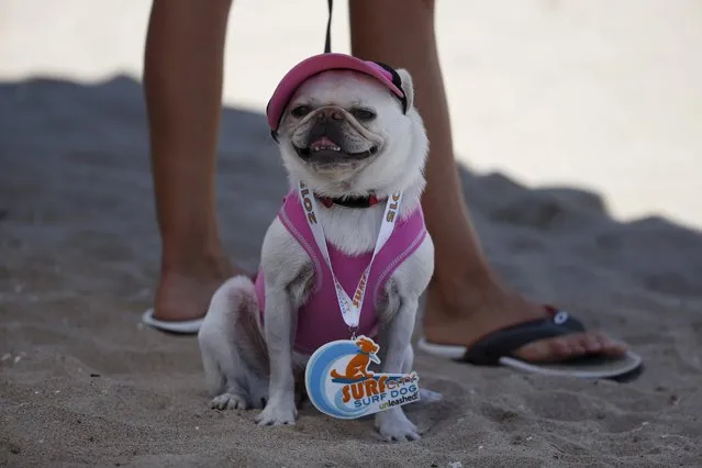 A dog cools off in the shade after competing in the Surf City Surf Dog Contest in Huntington Beach, California September 27, 2015. (Photo by Lucy Nicholson/Reuters)