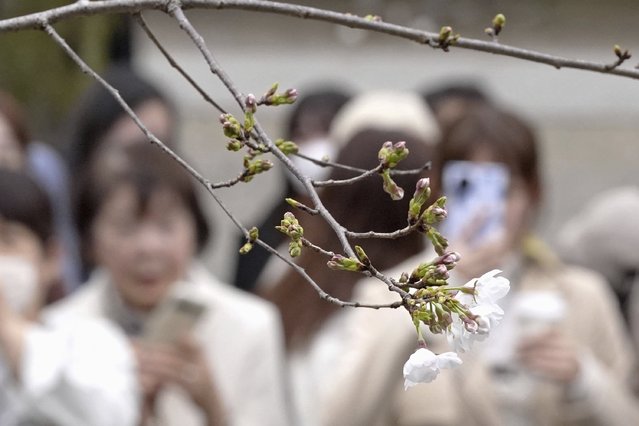 The blooming Somei Yoshino cherry tree at the specimen tree at Yasukuni Shrine in Tokyo, Monday March 24, 2025. (Photo by Kyodo Photo via AP Photo)