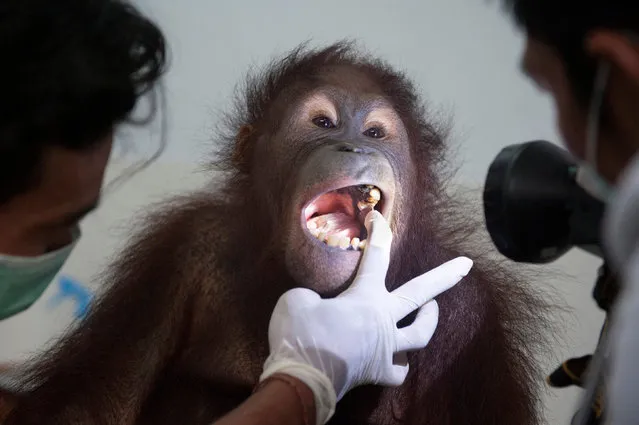 A veterinarian checks a teeth of female orangutan named Dara at Bali Zoo in Gianyar, Bali, Indonesia December 30, 2017 in this photo taken by Antara Foto. (Photo by Nyoman Budhiana/Reuters/Antara Foto)