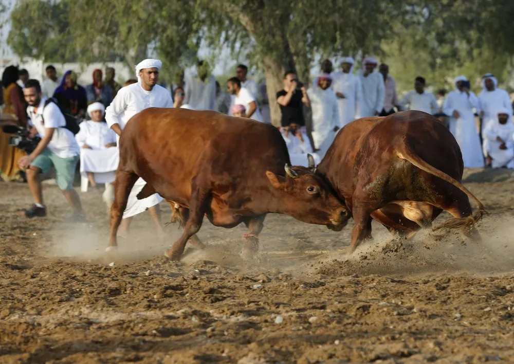 Bullfights in the United Arab Emirates