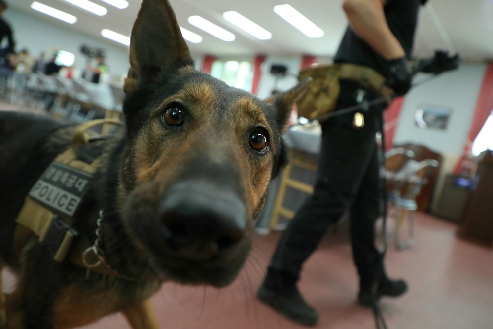 A Look at Life in South Korea