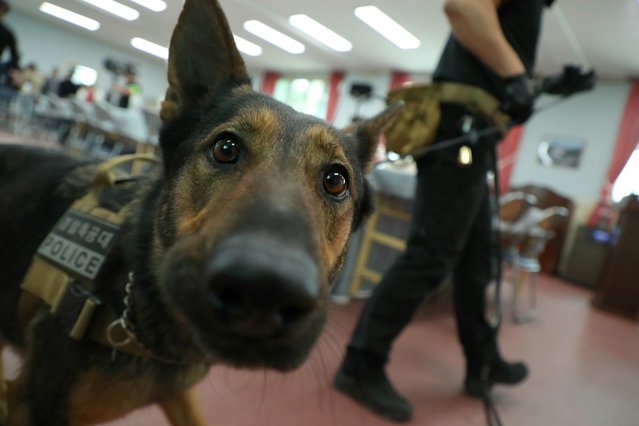 On the afternoon of the May 7, 2025, at the conference room of the Korea Senior Citizens Association near the Iksan City Hall in Jeollabuk-do, a meeting between Democratic Party presidential candidate Lee Jae-myung and the Iksan branch executives of the Korea Senior Citizens Association was held, and the detection dog Judd was seen walking around to detect hazardous materials. (Photo by Nam Kang-ho)