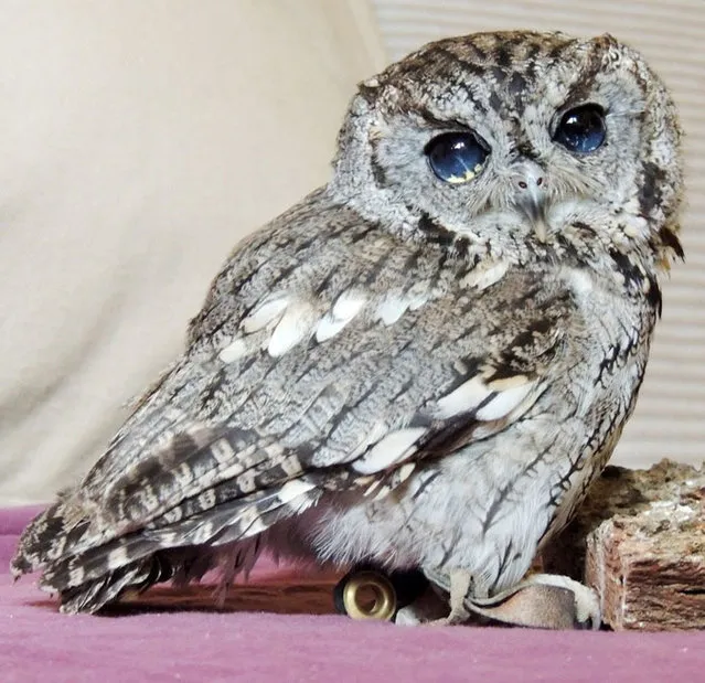 The Blind Owl With Stars Eyes