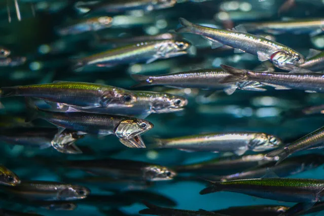 Anchovies eat plastic because it smells like their prey. (Photo by Proceedings of the Royal Society B​ journal​)