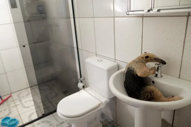 An anteater rests in a bathroom sink while receiving treatment at veterinarian of the state environmental police Marcelo Andreani's house, near Porto Velho, Rondonia State, Brazil, August 19, 2020. The anteater arrived with a broken left paw after a clash with a fierce porcupine. The patient had been found hiding in a garage and, again, the vets think it might have been fleeing fires as anteaters rarely turn up in the city. The fracture required surgery. Under anaesthetic, a giant tongue rolled out of the anteater's mouth, earning it the affectionate nickname Linguaruda, or Long-tongue. After surgery, one of the vets took Linguaruda home to keep a closer eye on her recovery. At one point, she climbed into the bathroom sink to rest. In five days, Linguaruda was strong enough to return to the wild – the best outcome her rescuers could wish for. (Photo by Ueslei Marcelino/Reuters)