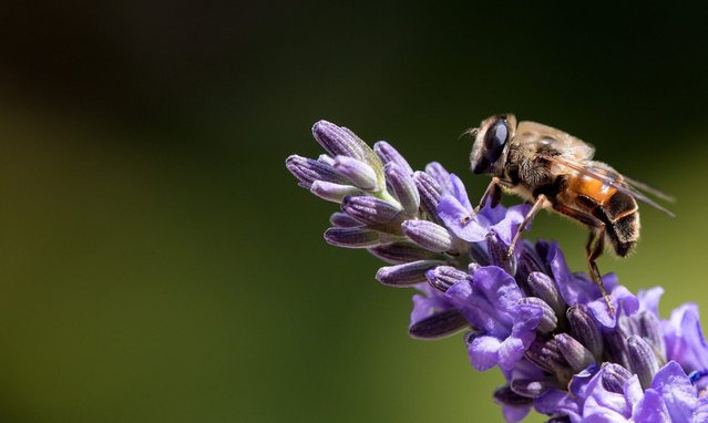 A bee rests on lavender in Munich, Germany, 27 June 2016. (Photo by Sven Hoppe/EPA)
