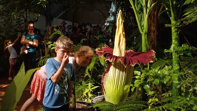 A young boy reacts to the strong smell as visitors look at the Titan Arum, aka Corpse Flower, as it begins to bloom at the Adelaide Botanic Gardens in Adelaide, Australia, 09 January 2023. It is the first time that the endangered flower has blossomed in nearly 10 years, and it is expected to take another three to five years before it does so again. The huge plant is known for its strong odor of a rotting corpse with which it usually attracts insects for its pollination. (Photo by Matt Turner/EPA/EFE)