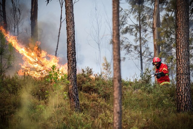 A firefighter is seen next to flames while working to extinguish a wildfire burning in Gondomar, northern Portugal on July 29, 2025. Almost 2,000 firefighters battled on July 29, 2025 to contain forest blazes across Portugal that have led to almost the whole country being put on high alert for fires. Ten major fires blazed with two in the north and three in the centre of the country causing most concern. (Photo by Carlos Costa/AFP Photo)