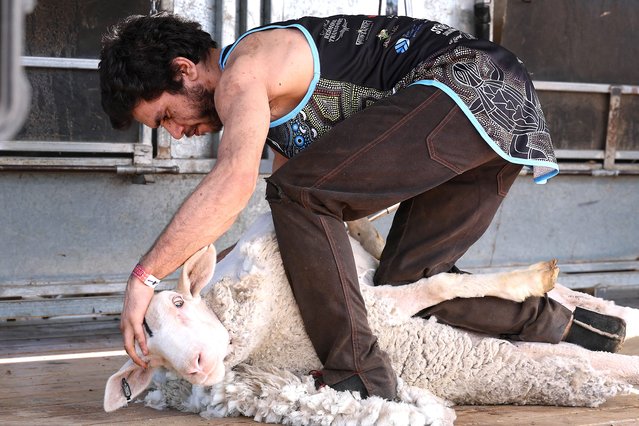 This picture taken on August 16, 2025, shows a competitor shearing a sheep during the Brewarrina Quick Shear competition, a popular rural event drawing shearers from across the region to showcase speed and skill in the heart of outback New South Wales. (Photo by Glenn Nicholls/AFP Photo)