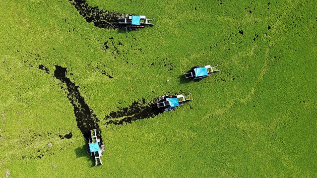 A drone view shows boats equipped to clean, working on El Cerron Grande reservoir, which is covered with water lettuce (Pistia stratiotes) due to pollution, in Suchitoto, El Salvador on August 12, 2025. (Photo by Jose Cabezas/Reuters)
