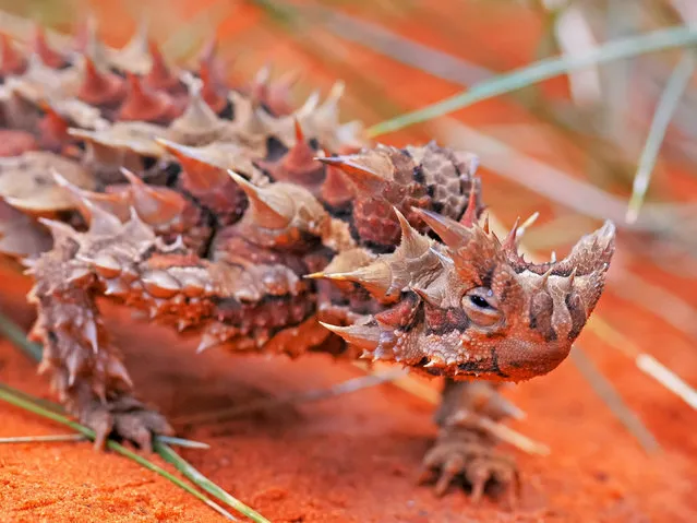 A thorny devil lizard from Australia’s Northern Territory. (Photo by Christopher Bellette/Alamy Stock Photo)