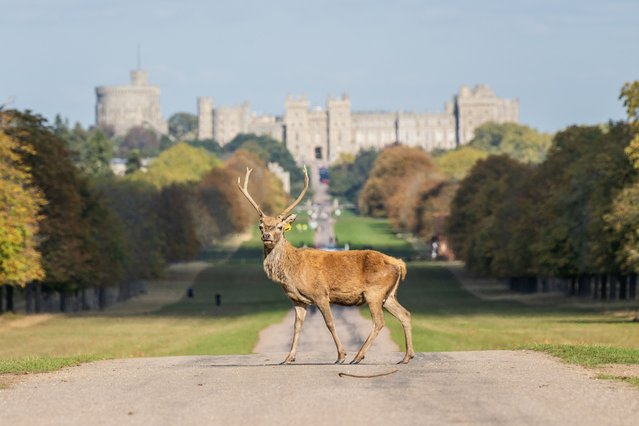 The start of beautiful sunny autumn morning and the magnificent stags in Windsor Great Park, UK on September 30, 2025 as the autumn colours in the trees on the Long Walk provided a magnificent backdrop for the hundreds of deer roaming in sight of Windsor Castle. (Photo by Vagner Vidal Photography)