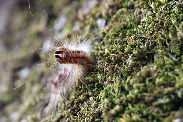 This photograph taken on June 11, 2025, shows forest of oak trees devastated by Bombyx Disparate caterpillar (Lymantria Dispar caterpillar) in the Taravo valley on the French Mediterranean island of Corsica. The prefecture of Haute-Corse (upper Corsica) has issued a communique alerting to a spike in Bombyx disparate Lymantria caterpillar population which devour the foliage on the oak tree forests of central Corsica - although affected oak trees can often recover from the damage, allbeit with stunted growth. (Photo by Pascal Pochard-Casabianca/AFP Photo)