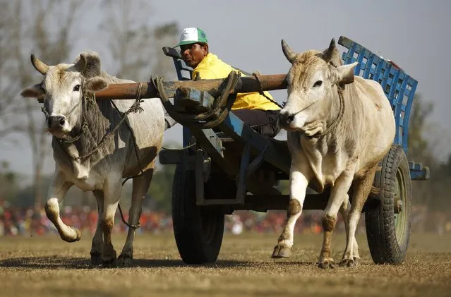 A bullock cart races to the finishing line during the Elephant festival at Sauraha in Chitwan, south of Kathmandu December 27, 2014. (Photo by Navesh Chitrakar/Reuters)