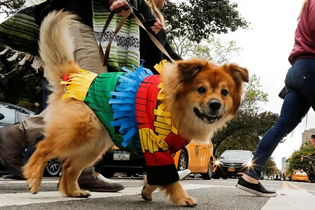 A dog dressed as a pinata takes part in the annual halloween dog parade at Manhattan's Tompkins Square Park in New York, U.S. October 22, 2016. (Photo by Eduardo Munoz/Reuters)