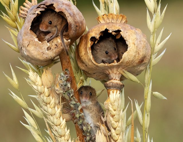 Harvest mice seek shelter and food in dried poppy heads in United Kingdom in the last decade of October 2025. (Photo by Maria Kula/TwoPointO Media)