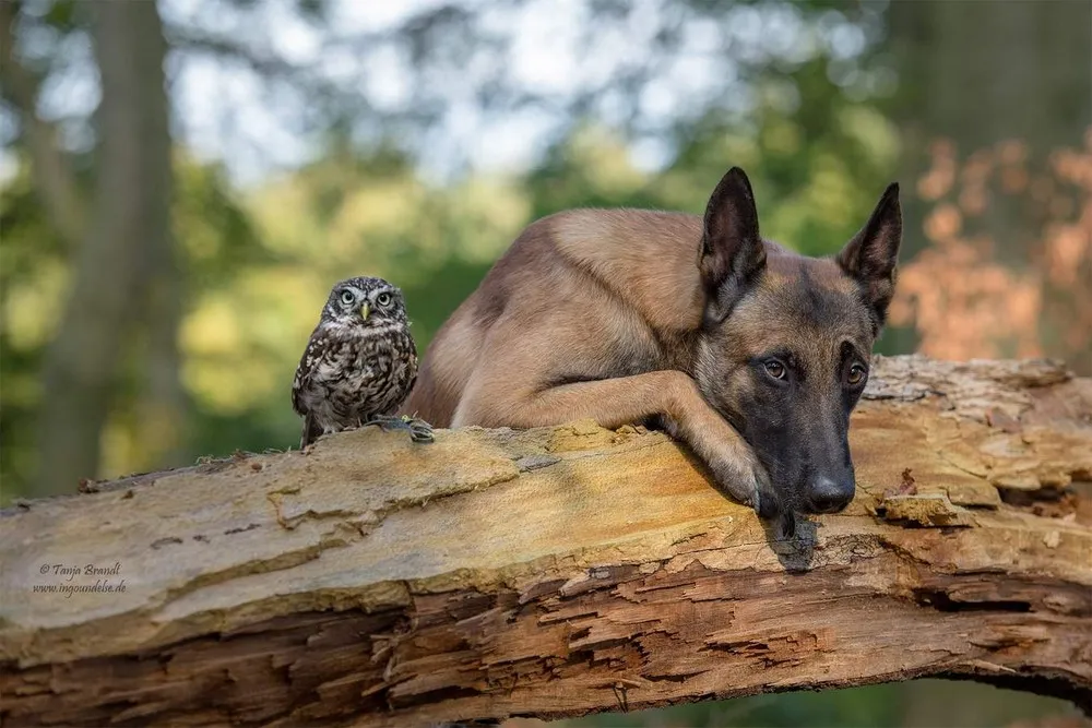 Friendship of a Dog and an Owl