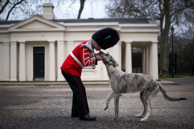 The Irish Guards' new canine regimental mascot, an Irish wolfhound called Turlough Mor, with his new handler, Drummer Adam Walsh of the 1st Battalion Irish Guards, as he arrives at Wellington Barracks in London, United Kingdom on December 10, 2020. (Photo by Victoria Jones/PA Images via Getty Images)