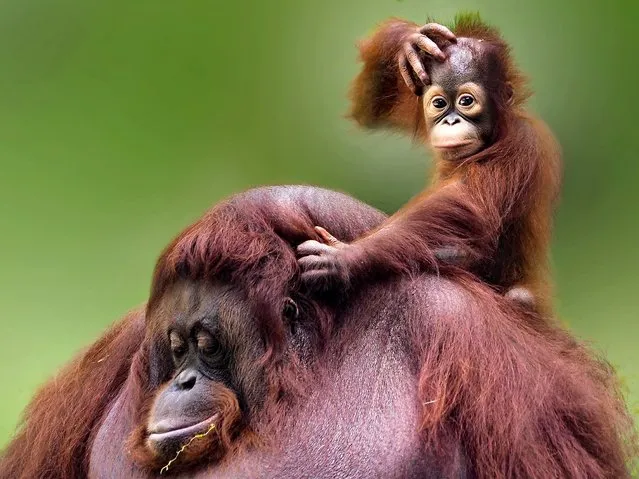 A baby orangutan was captured displaying some unbelievable expressions while he was flopped on top of his mother's head in Jakarta, Indonesia in April 2023. (Photo by SyahrulRamadan/Media Drum Images)