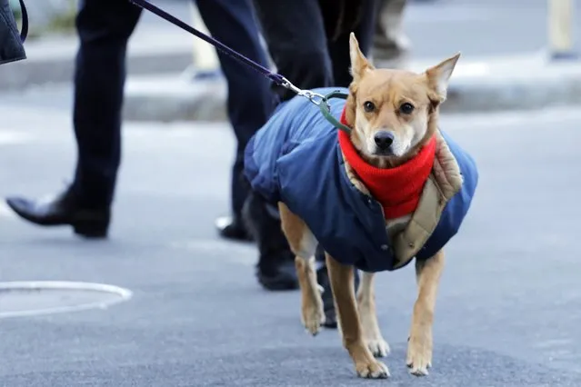 A dog wears a scarf and coat while walking with its owner, Thursday, January 8, 2015 in New York. Dangerously cold air has sent temperatures plummeting into the single digits around the U.S., with wind chills driving them even lower. (Photo by Mark Lennihan/AP Photo)