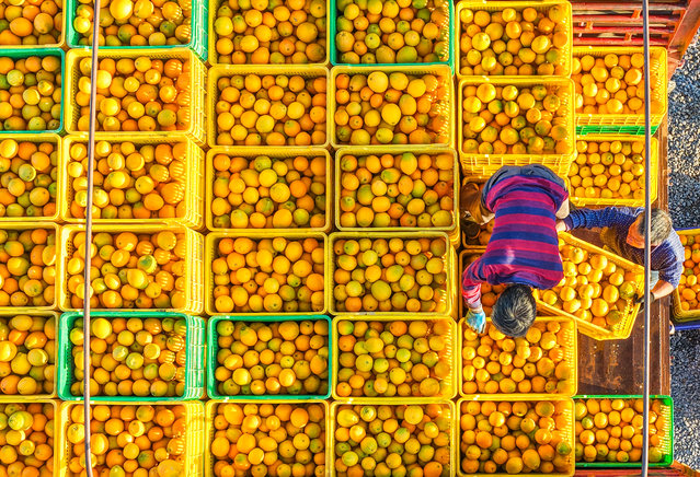 Villagers load navel oranges onto a truck on November 25, 2025 in Yongzhou, Hunan Province of China. (Photo by Jiang Keqing/VCG via Getty Images)