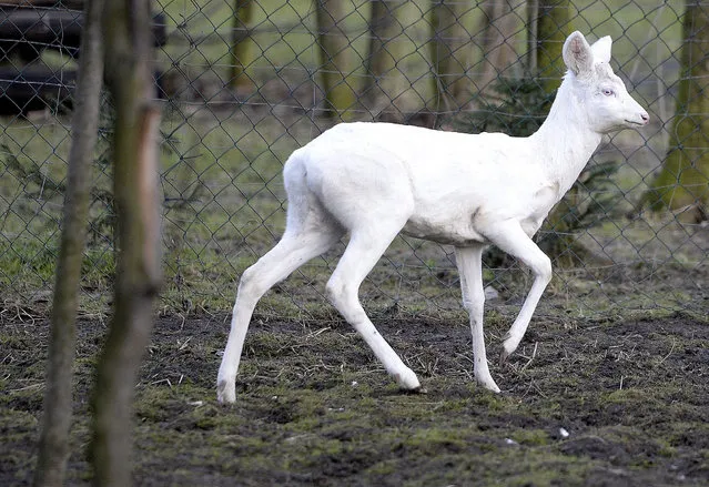 An albino roe deer (Capreolus capreolus) stands in its enclosure at the Protected Animal Rehabilitation Centre in Przemysl, South-eastern Poland, 16 January 2015. The albino deer was found near Korytniki village by residents. Albinism is very rare among wild animals. (Photo by Darek Delmanowicz/EPA)