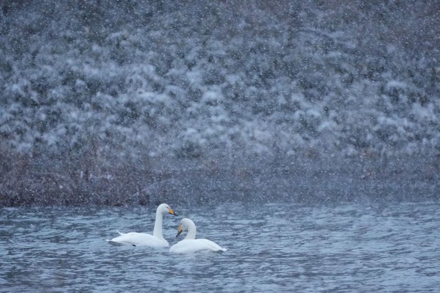 Swans rest in the Kitakami River in the snow in Morioka, northern Japan, Thursday, December 11, 2025. (Photo by Hiro Komae/AP Photo)