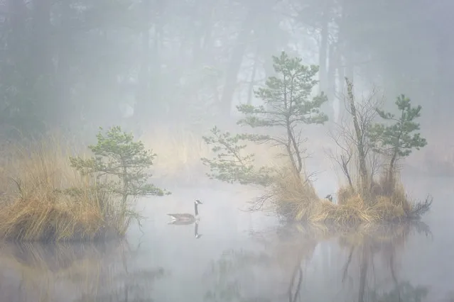 “Hide and Seek”. It was a very foggy windless morning when I visited my favorite place close to home. The waterfowl already had some spring jitters. During my routine walk I came across this couple Canada Goose. (Photo and caption by Andrew George/National Geographic Traveler Photo Contest)