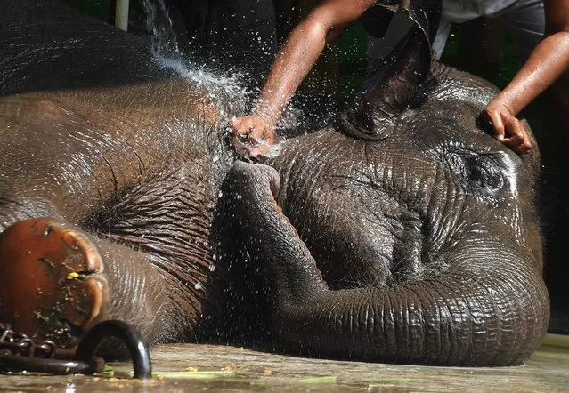 A zookeeper sprinkles water on an Asian elephant during a hot summer day at Alipore Zoological Garden in Kolkata on June 20, 2018. Zoo authorities have taken different measures starting from different summer diets, provided fans or incresed the water sources in the cages to keep the animala cool in this season. (Photo by Dibyangshu Sarkar/AFP Photo)