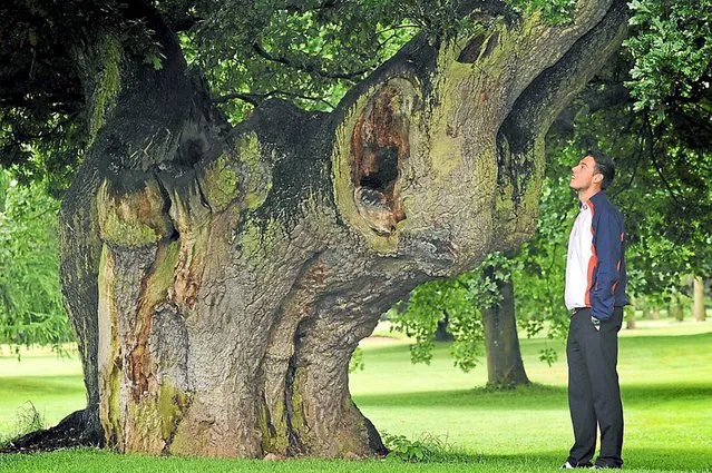 Oliver Clews takes a look at a tree known as the elephant tree at Shifnal Golf Club in Shropshire, on August 8, 2013. (Photo by SWNS)